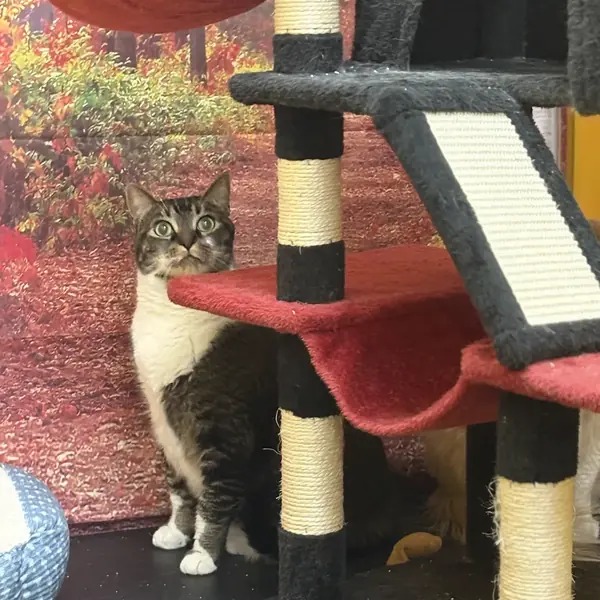 Cat boarding suite at K9 Rox Club